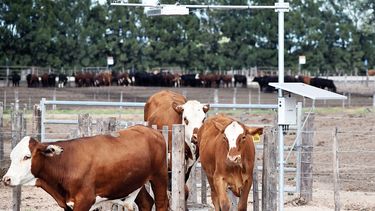 Motivar | Guercetti1 1.jpg