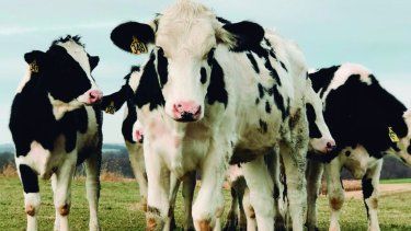 Claves para avanzar en el período de transición en la lechería.