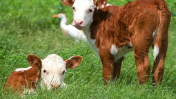 El destete, un desafío clave para la ganadería. El destete, un desafío clave para la ganadería.