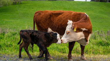 La clave productiva está en lograr más terneros por rodeo.