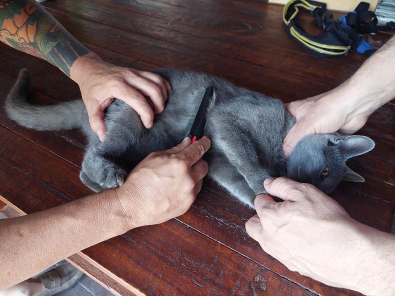 alianza multicentricos.jpg