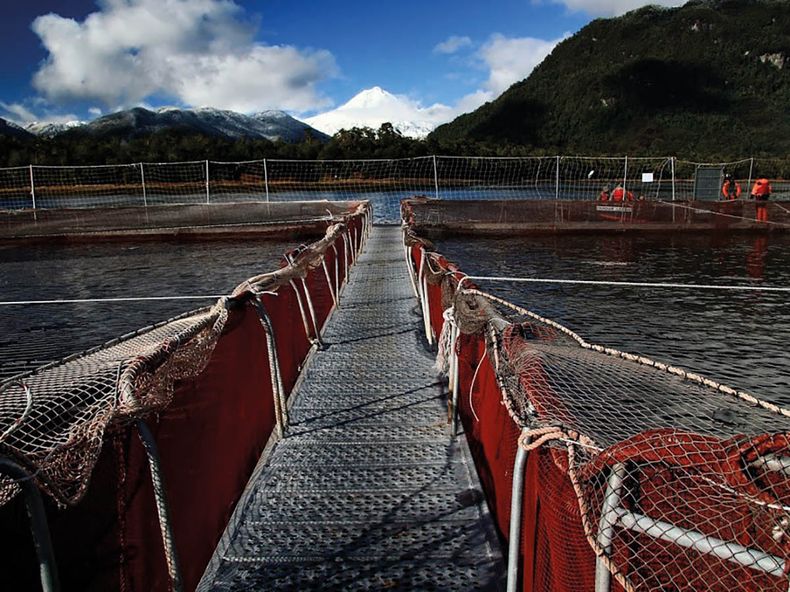 Chile Salmones 2.jpg