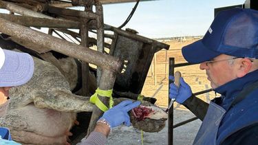 Motivar | aprocal. pofcher. podología bovina (1)