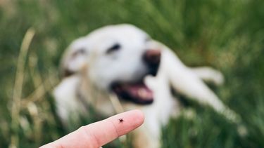 Las garrapatas en los perros multiplican su presencia en el ambiente