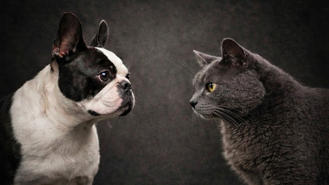 Las Jornadas Mesopotámicas de Medicina Veterinaria estarán enfocadas en braquicéfalos y felinos.