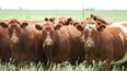 Biotecnologías aplicadas a la reproducción bovina, eje del nuevo curso del IPCVA.