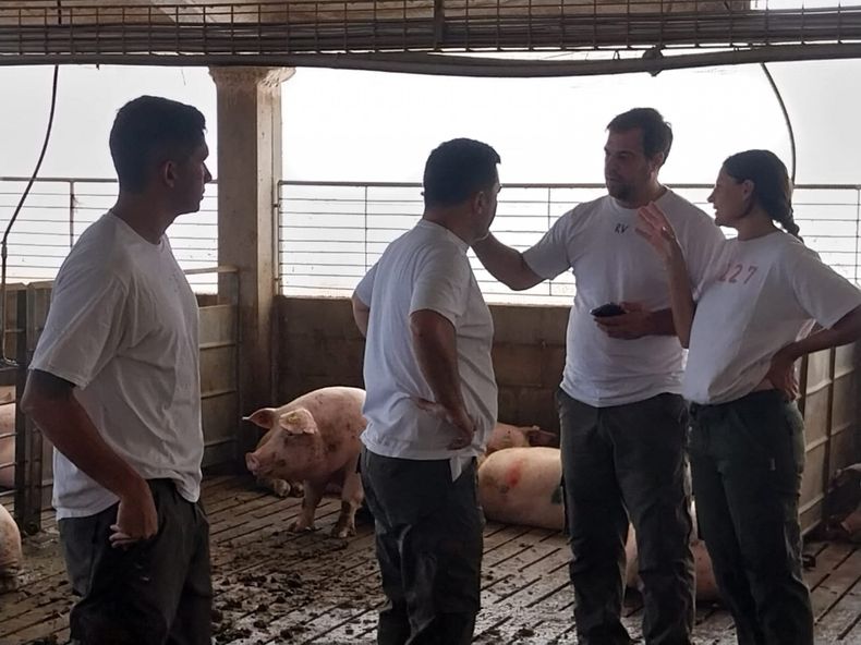 Para el éxito de los esquemas de vacunación contra Aujeszky se debe contar principalmente con el compromiso de los propietarios, el asesoramiento del veterinario acreditado y un esquema de vacunación sólido.&nbsp;