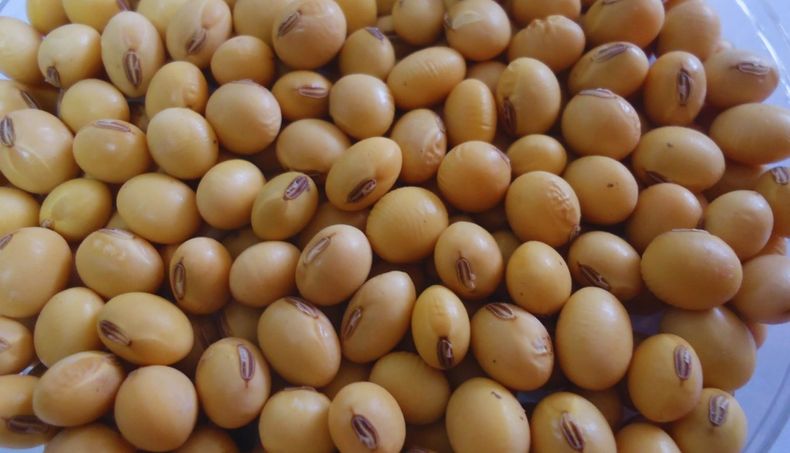 La entidad desarrollóINTA Paraná 5100 e INTA Paraná 6301, dos nuevos cultivares convencionales&nbsp;desoja.