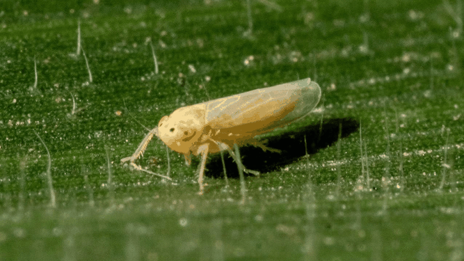 La chicharrita aparece y reaparece en las zonas endémicas.