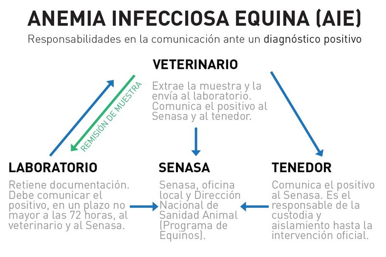 Anemia grafico.jpg