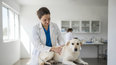 La Leishmaniasis en perros y gatos, un desafío sanitario, demanda un manejo clínico actualizado y responsable.