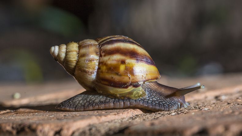 El caracol gigante africano es una de las especies invasoras que han conquistado América, Asia, Oceanía y Europa de la mano del hombre.