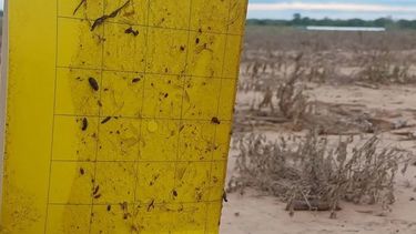 El relevamiento sobre chicharrita fue en 434 localidades del NOA, NEA, Litoral, Centro-Norte y Centro-Sur del país.