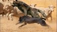 Perros asilvestrados: especies invasoras y su impacto en la ganadería.