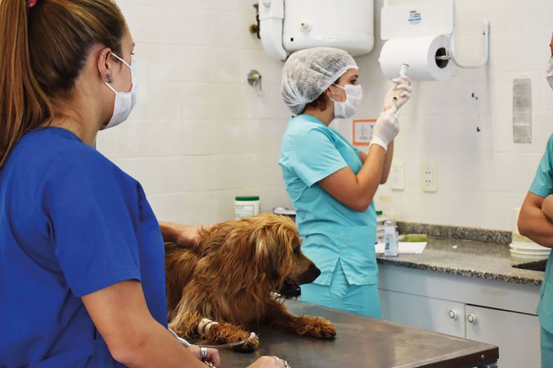 Maestría en Investigación Epidemiológica Veterinaria y One Health
