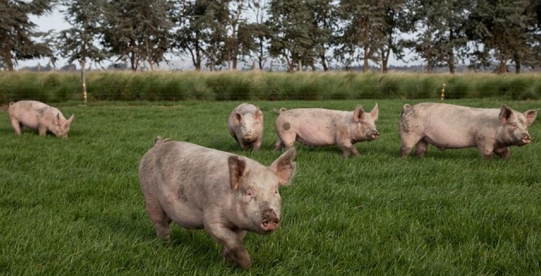 En Argentina, los cerdos son la principal fuente de infección de la Triquinosis.