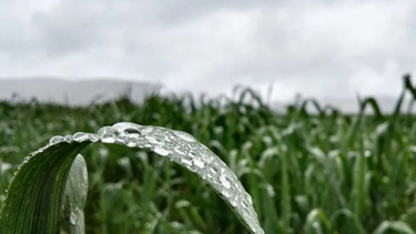 La cosecha de maíz se mantiene cerca de la línea de largada con tan solo un 11% de avance. El clima frenó las labores