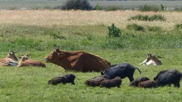 La OMSA apunta a mitigar zoonosis en entornos rurales mixtos.