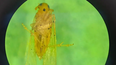 La chicharrita africana es amarilla, tiene una mancha negra entre los ojos y una especie de espuela en el último par de patas.