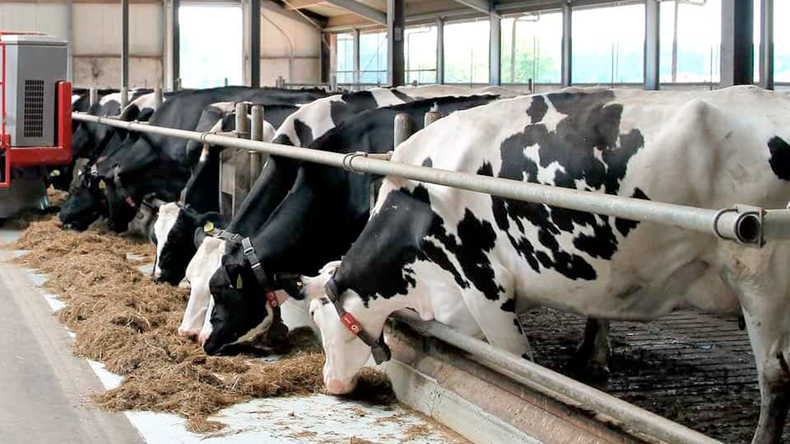 El tambo argentino se adapta a las normas europeas.