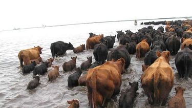 Una vez más la sanidad animal se vuelve un pilar de la resiliencia ganadera.