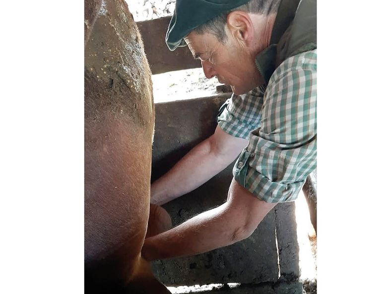 el toro es la suma de las partes.jpg