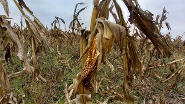 Los productores de maíz tuvieron una campaña para el olvido a raíz del flagelo de la chicharrita.