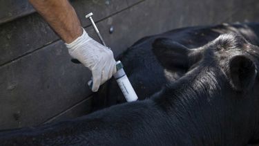 La campaña contra fiebre aftosa tendrá cambios desde 2027.