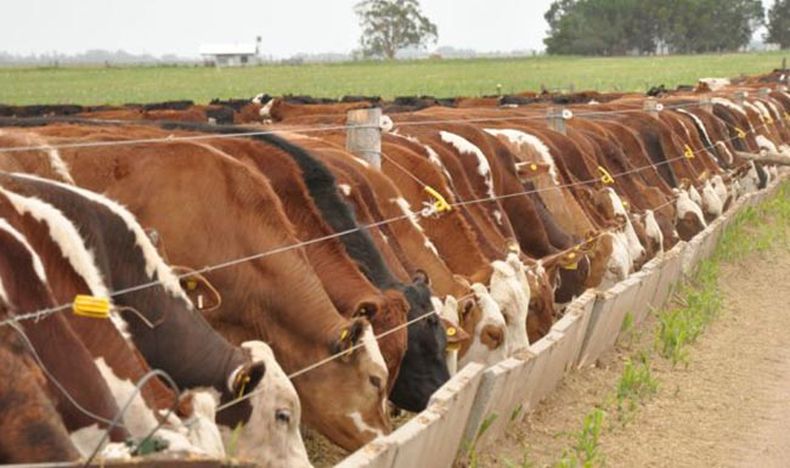 Según Rosgan, el feedlot está operando a niveles nunca antes vistos.