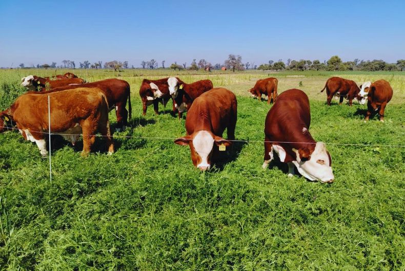 La integración agrícola-ganadera es una estrategia fundamental para la sostenibilidad y mejora de suelos en la producción agropecuaria argentina.