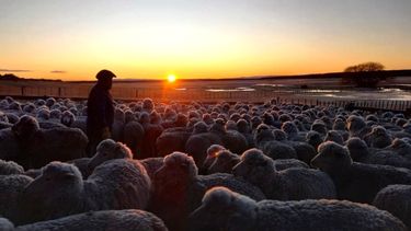 El monitoreo agroclimático para la ganadería patagónica que ofrece el INTA, es una herramienta más para el productor.