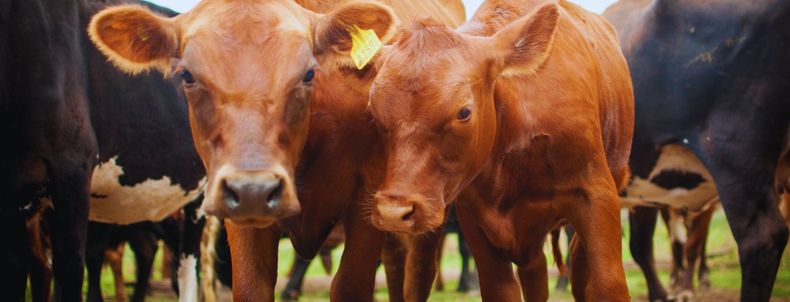 Lacalidad de las carnes de los bovinos resulta de la combinación de los factoresambientales, económicos y sociales.
